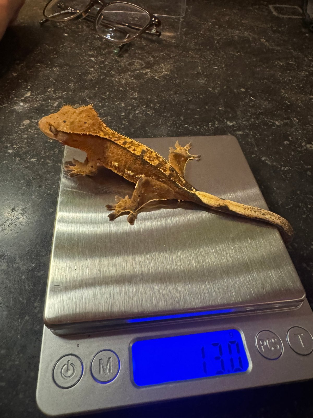 Prachtige Wimpergekko (Orange Flame Dalmatian)6 mnd