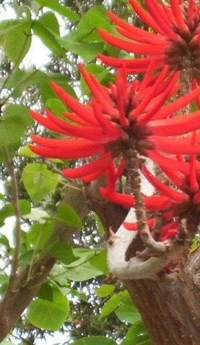 Koraalboom (Erythrina coralloides), Ophalen of Verzenden, Overige soorten, Volle zon