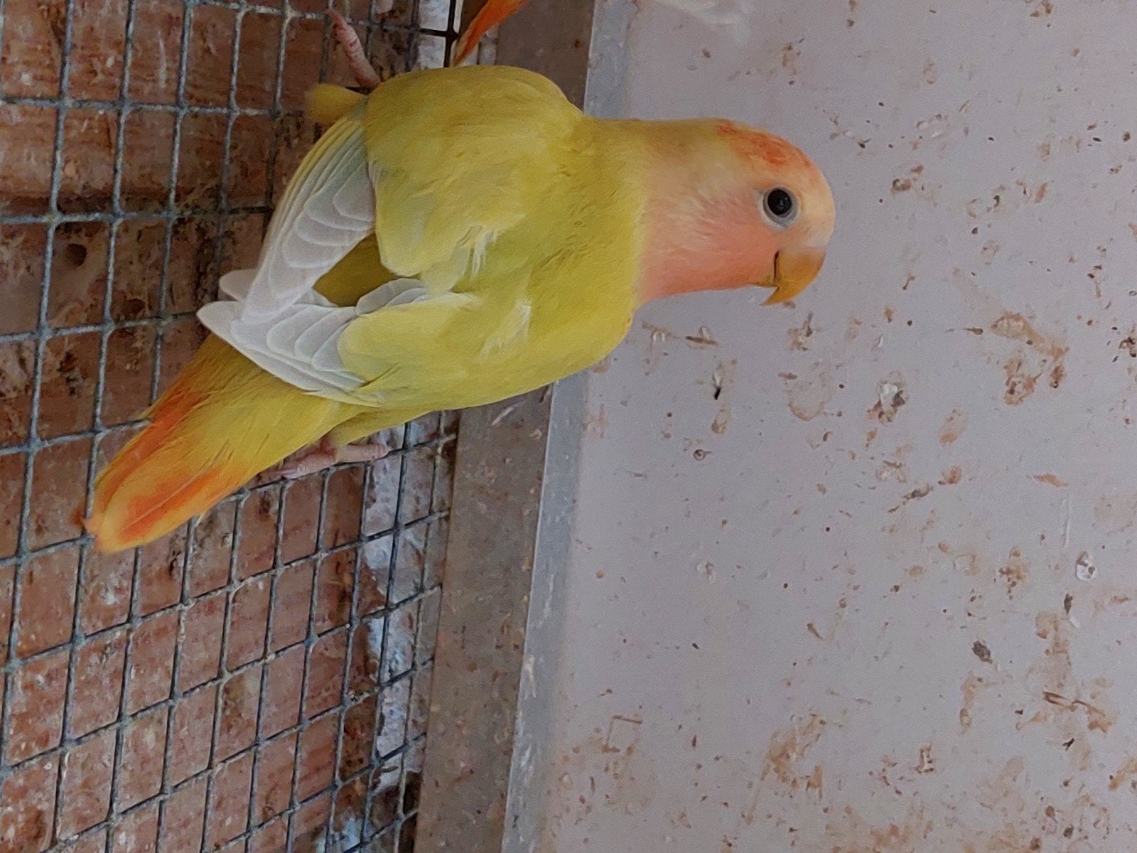 agapornis roseicollis 2026., Dieren en Toebehoren, Vogels | Parkieten en Papegaaien, Vrouwelijk, Dwergpapegaai of Agapornis, Geringd