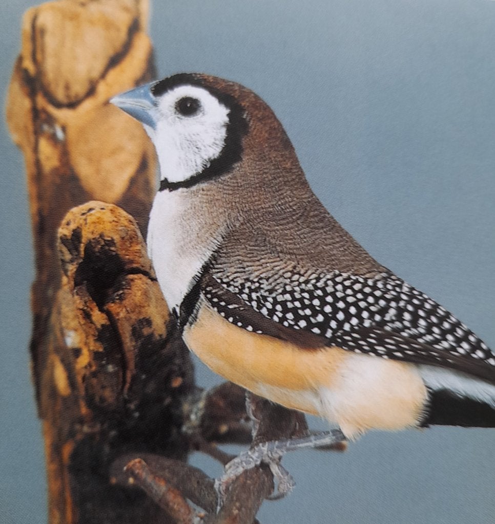 bichenowatrilde bruin man gezocht, Mannelijk, Tropenvogel