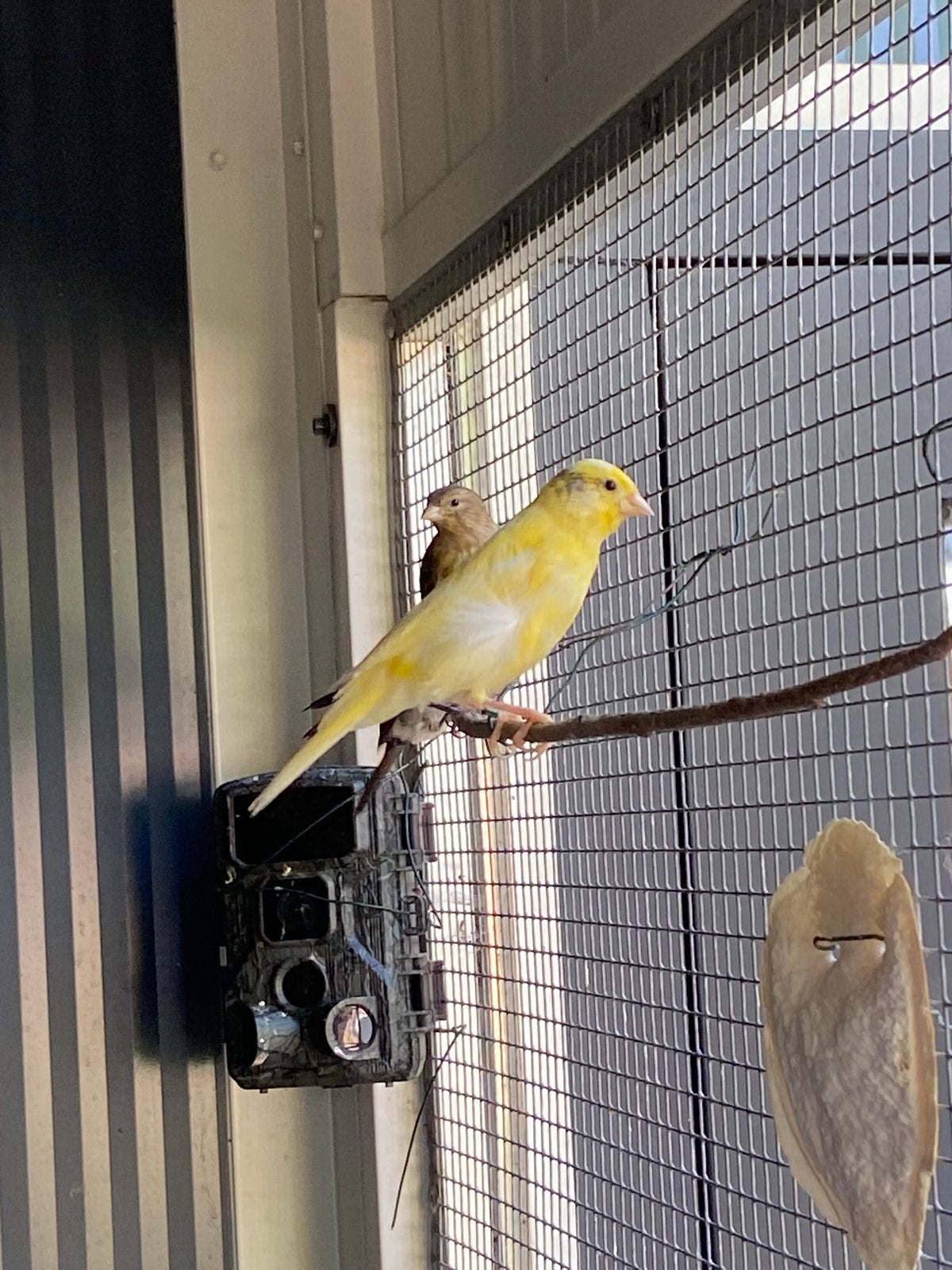 Te koop jonge spaanse timbrado,s, Dieren en Toebehoren, Vogels | Kanaries, Meerdere dieren, Zangkanarie