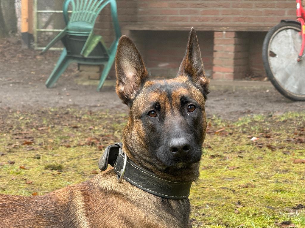 Mechelse herder teef (2 jaar), Dieren en Toebehoren, Honden | Herdershonden en Veedrijvers, Parvo, 1 tot 2 jaar, Teef, Eén hond