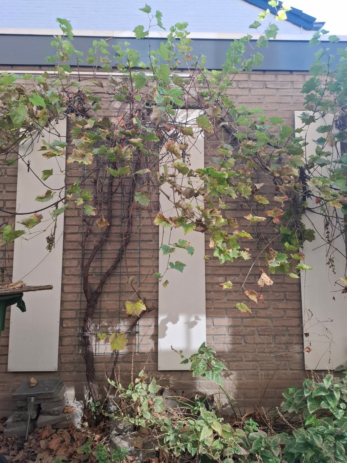 Witte druif plant, Tuin en Terras, Overige soorten, 100 tot 250 cm, Zomer, Ophalen