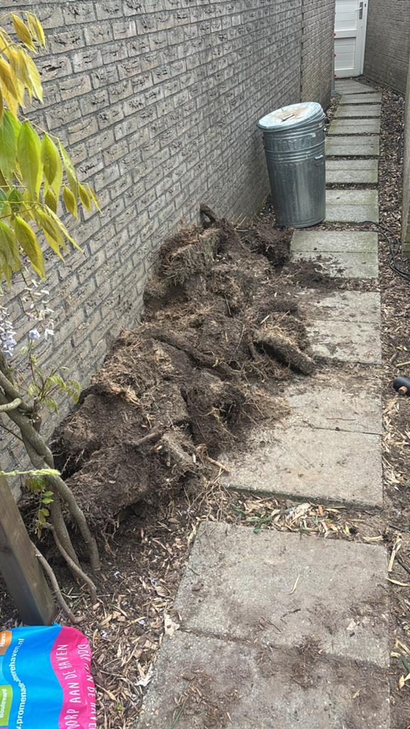 Gratis stronken zwarte bamboe, Tuin en Terras, Planten | Tuinplanten, Ophalen, Bloeit niet, Vaste plant, Overige soorten