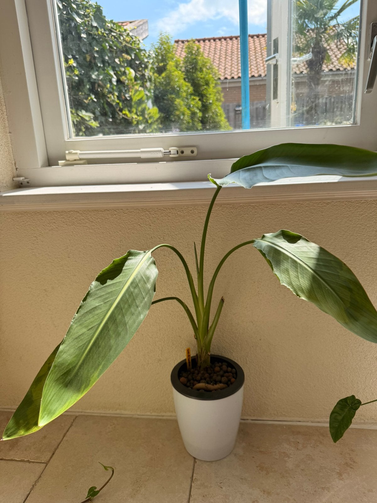 Bird of paradise, Ophalen, Halfschaduw, Minder dan 100 cm
