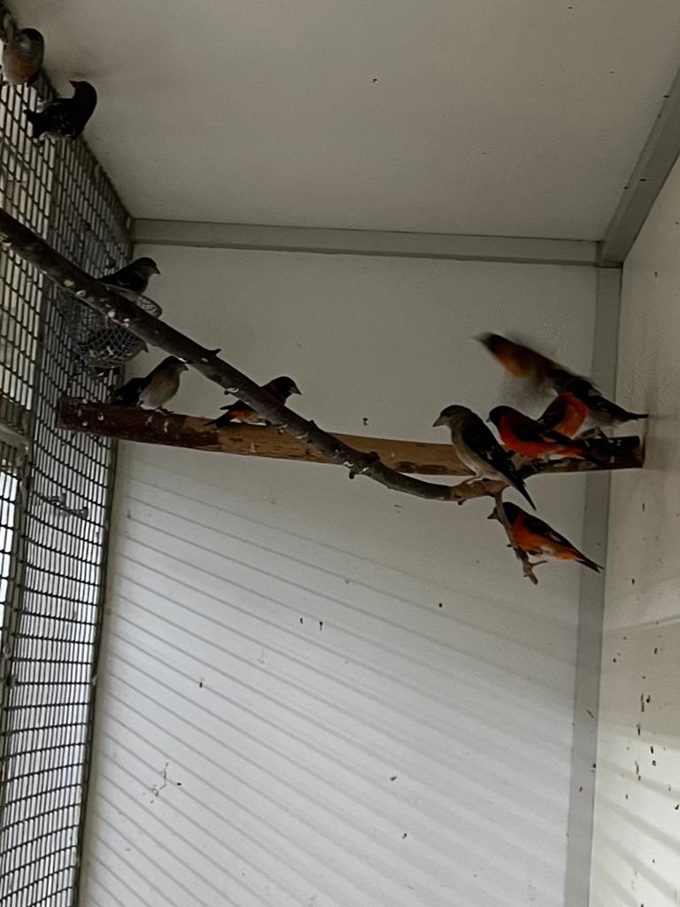 Kapoetsensijzen, Meerdere dieren