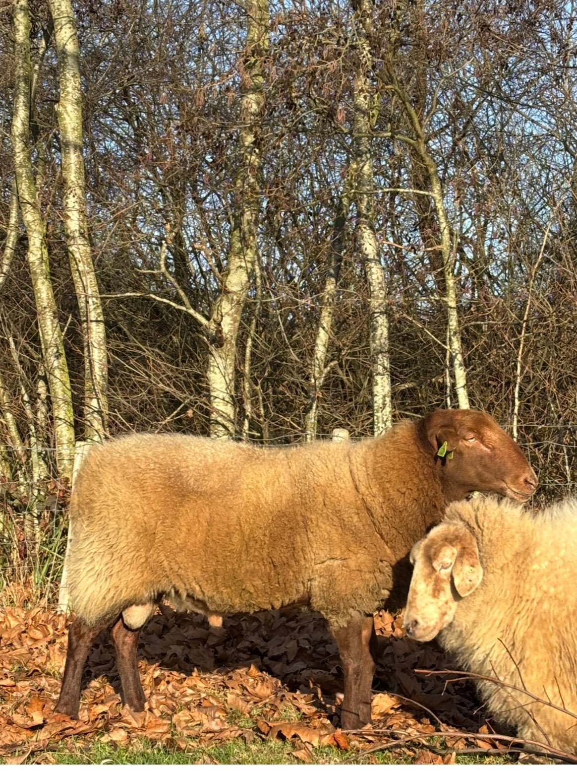 Prachtige overjarige Solognote ram, Mannelijk, Schaap