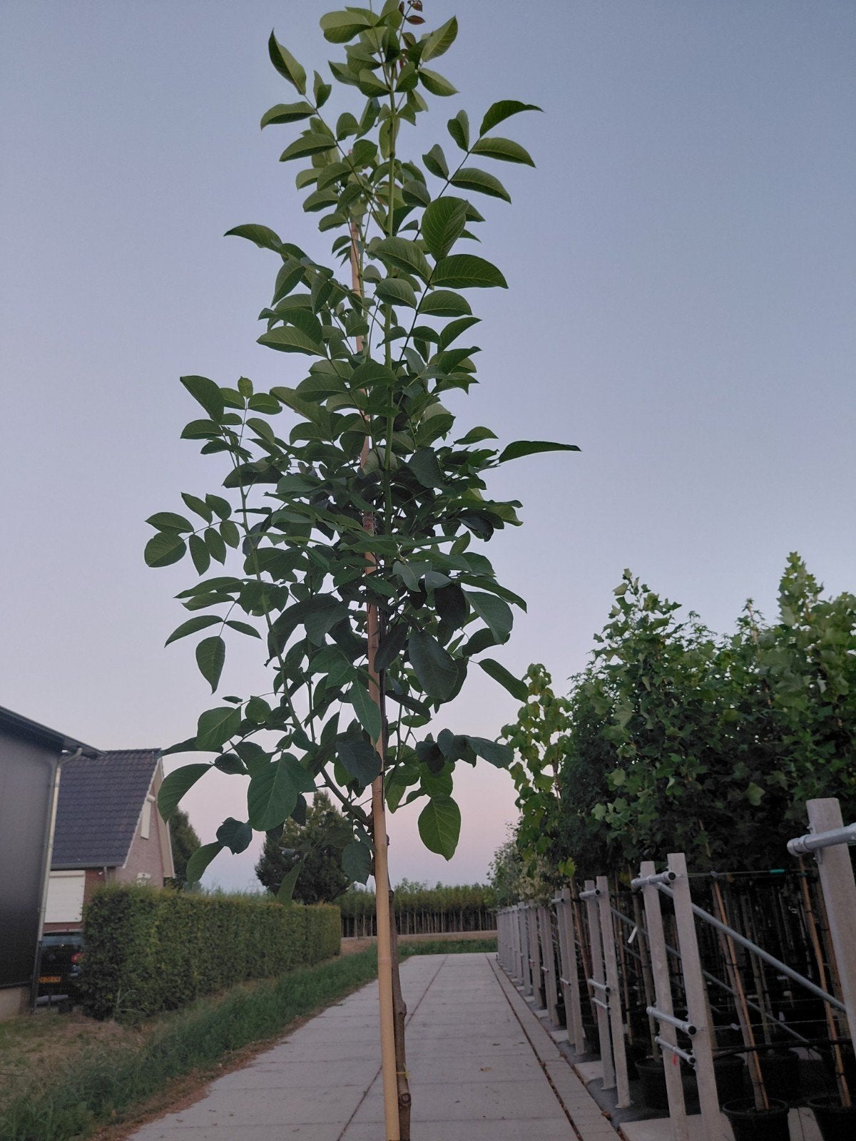 juglans regia (walnoot), Overige soorten, Lente, 250 tot 400 cm, Ophalen