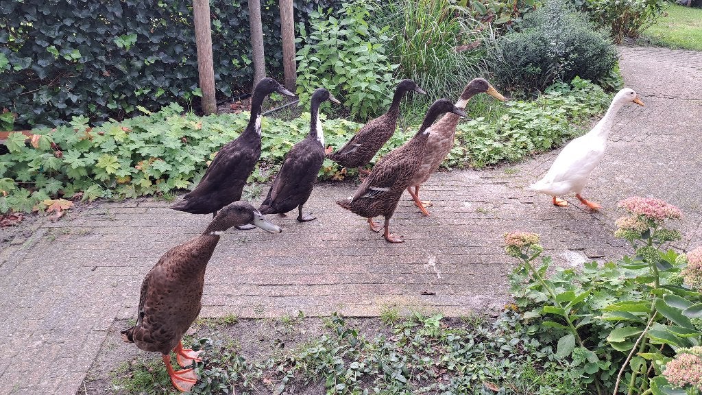Loopeenden, Dieren en Toebehoren, Meerdere dieren, Wildzangvogel, Tam