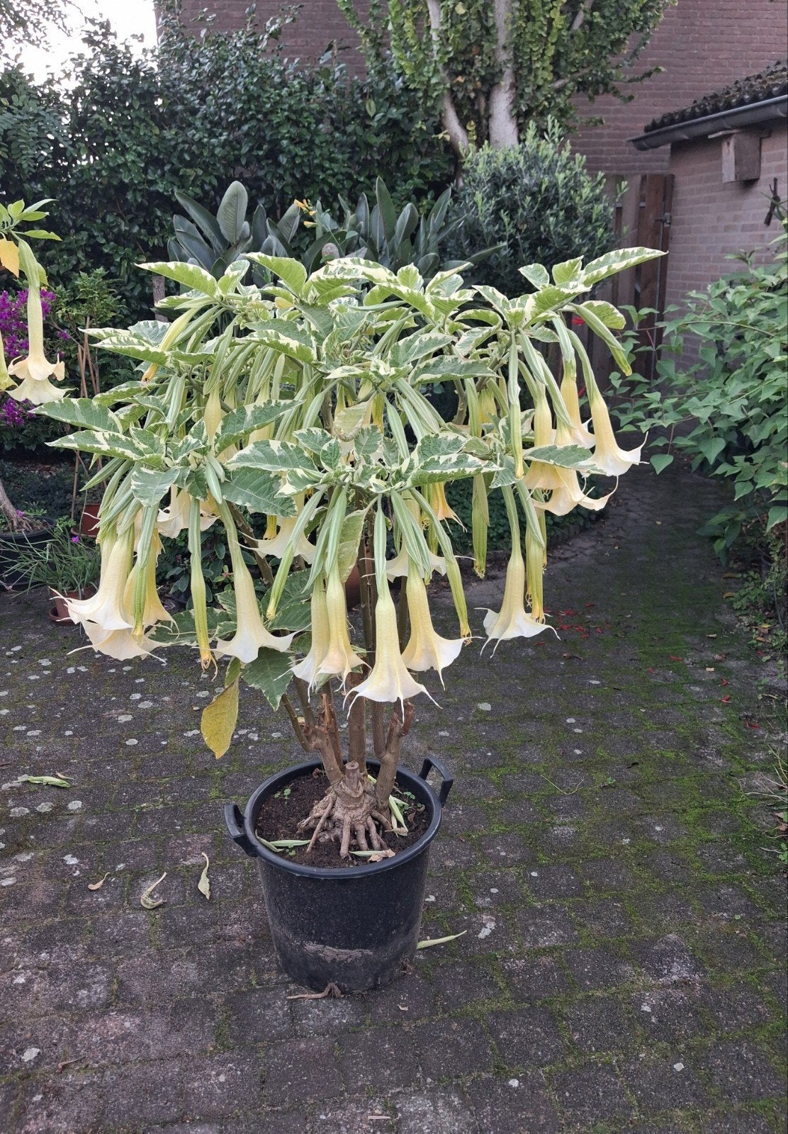 brugmanisia Maya  bont blad, Ophalen, Overige soorten, Volle zon