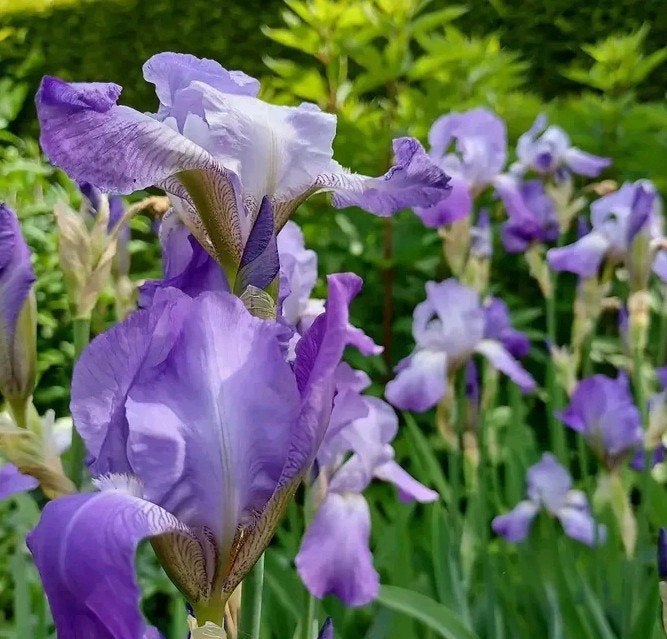 Iris germanica 'Gentius', baardiris, Tuin en Terras, Planten | Tuinplanten, Ophalen, Lente, Vaste plant, Overige soorten