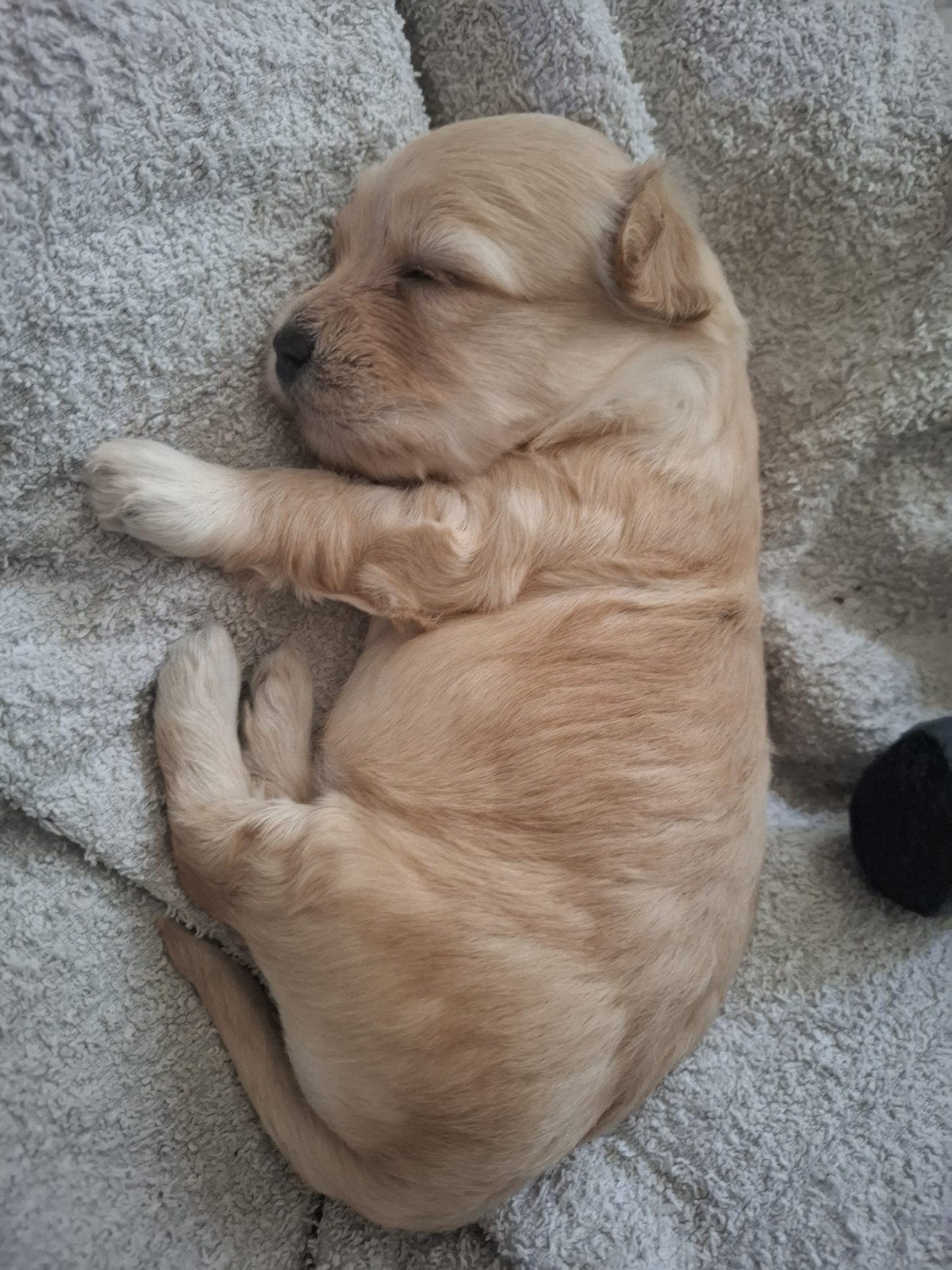 Maltipoo pup (Boompoo), Parvo, Overige rassen, 8 tot 15 weken, Teef