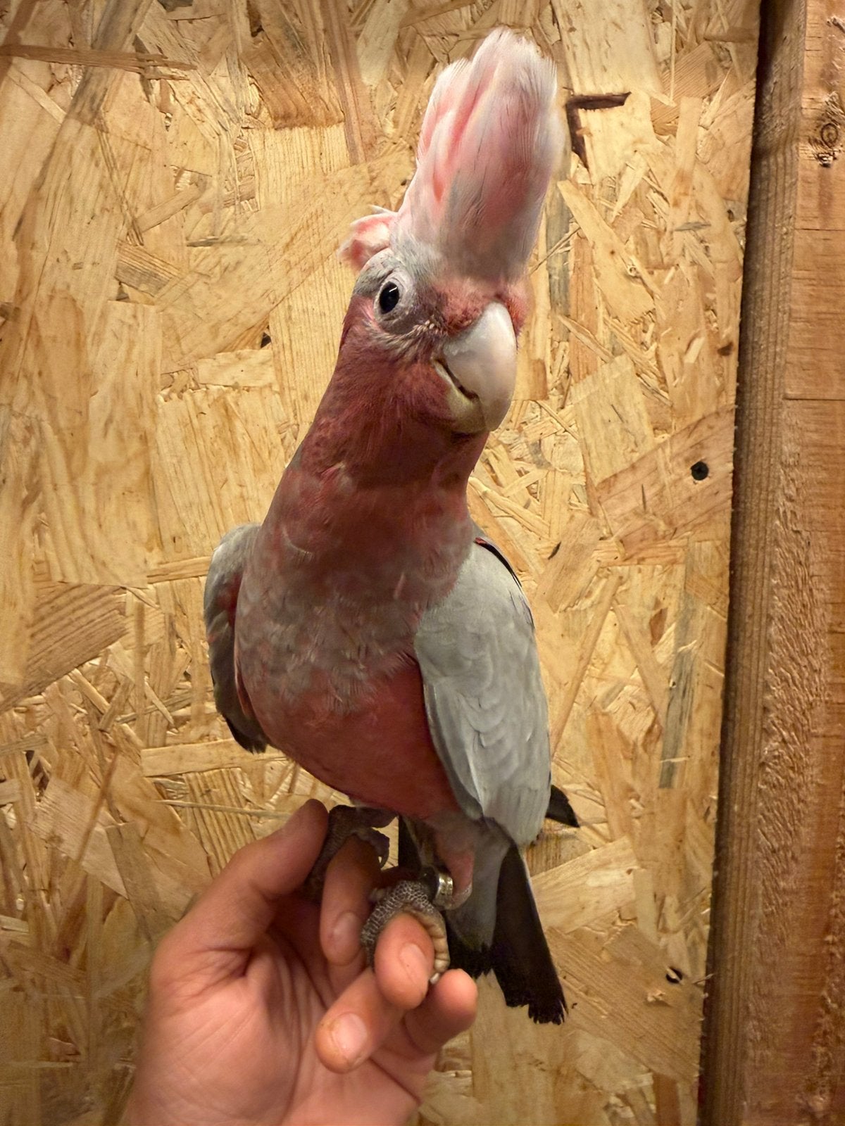 Mega tamme rose kaketoe pop getest ziektes 15 weken oud, Dieren en Toebehoren, Vogels | Parkieten en Papegaaien, Vrouwelijk, Papegaai