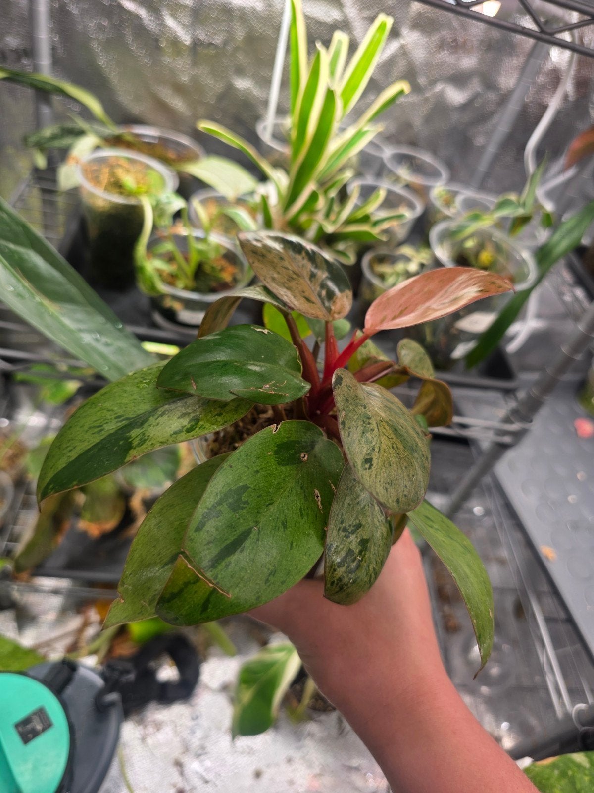 philodendron red congo mint varigata, Ophalen of Verzenden, Halfschaduw, Minder dan 100 cm