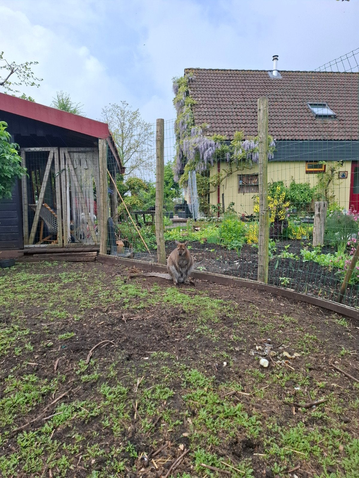 Wallaby, Ophalen, Zo goed als nieuw, Overige typen