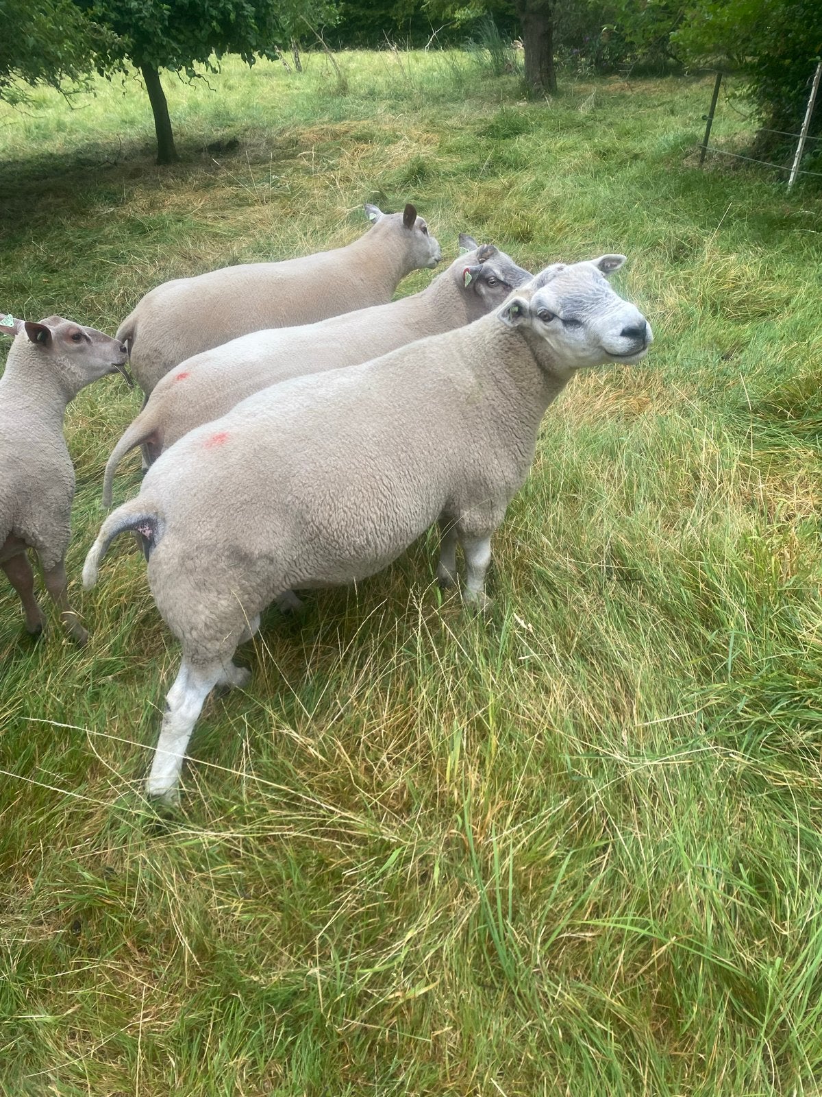 6 Overjarige dekrammen te koop, Dieren en Toebehoren, Mannelijk, Schaap