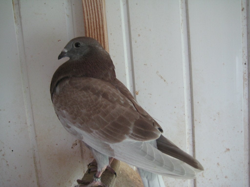 Gaditano kroppers, Meerdere dieren, Kropper