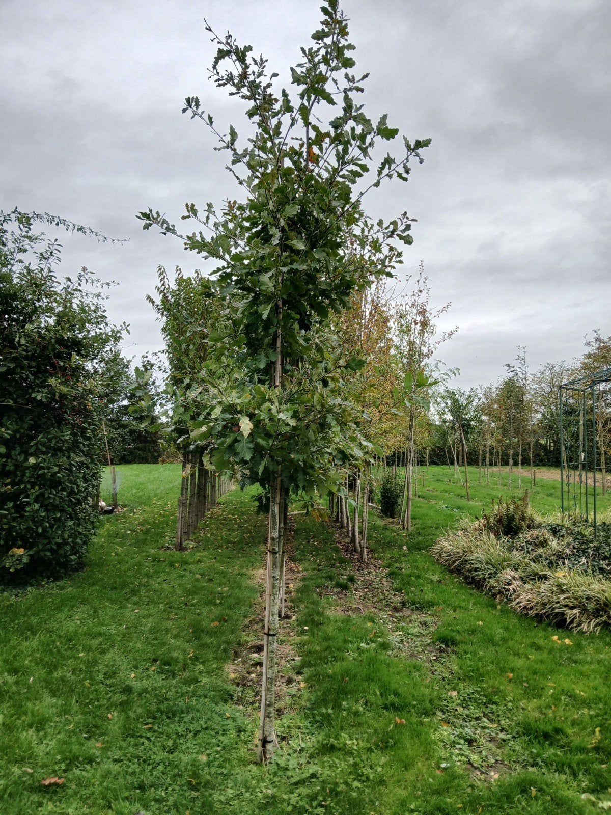 wintereik/ Quercus pertraea boom, Bloeit niet, Overige soorten, 250 tot 400 cm, Ophalen