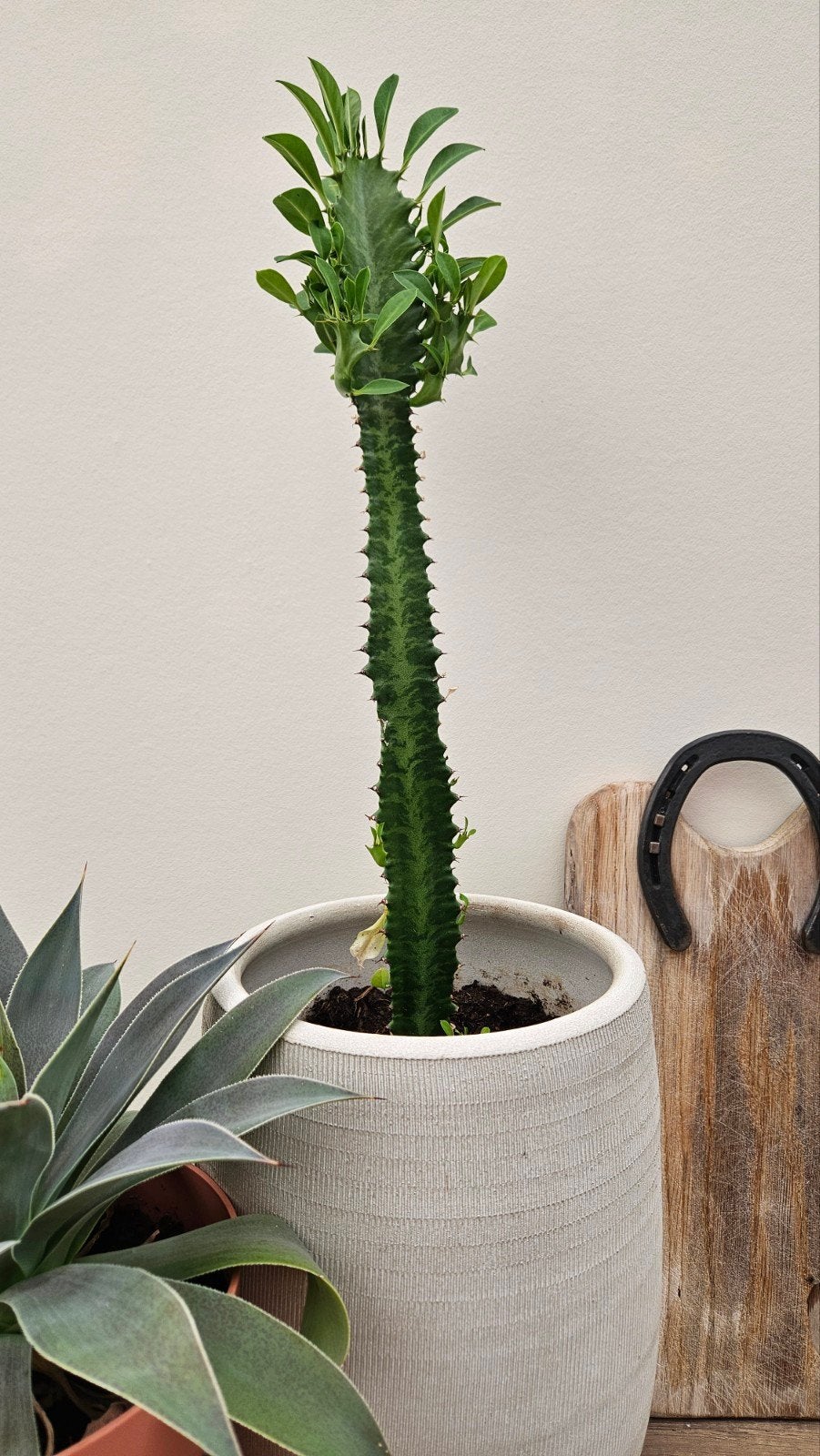Grote Euphorbia Trigona Cactus / Afrikaanse melkboom plant, 100 tot 150 cm, Ophalen of Verzenden, In pot, Cactus