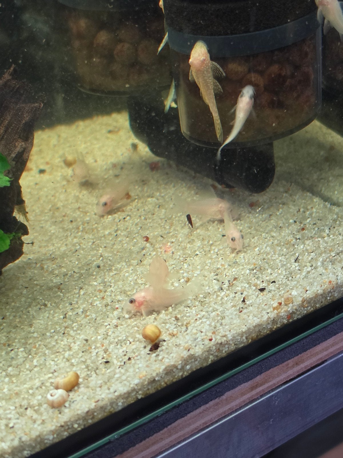 corydoras(hoplisoma) panda snow white, Dieren en Toebehoren, Vis, Zoetwatervis, Schoolvis