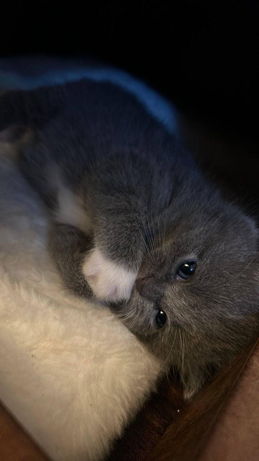 Mooie Britse Korthaar kittens, Meerdere dieren