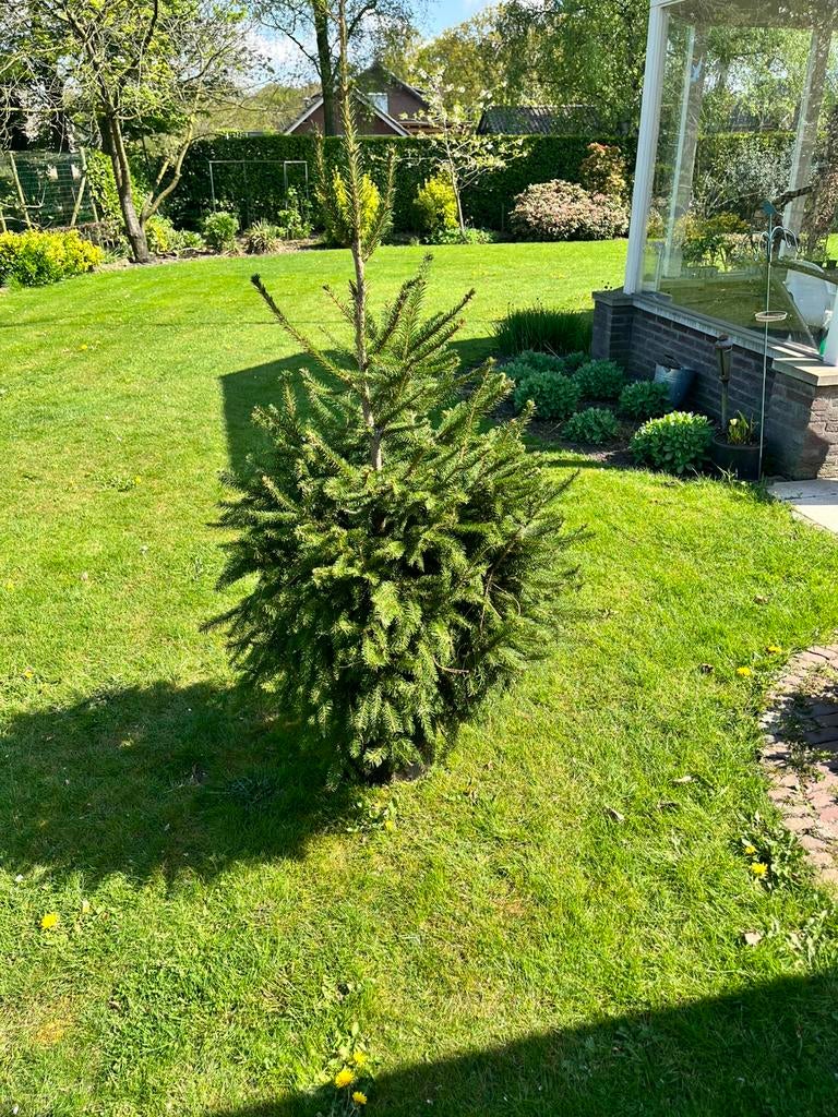 Levende kerstboom, Tuin en Terras, Planten | Bomen, Bloeit niet, Overige soorten, 100 tot 250 cm, Ophalen