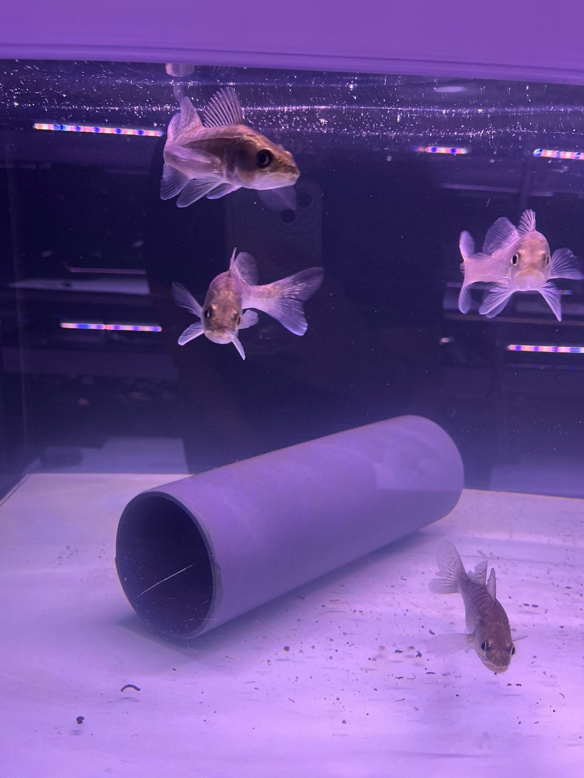 Snoekbaars, Karper of Koi