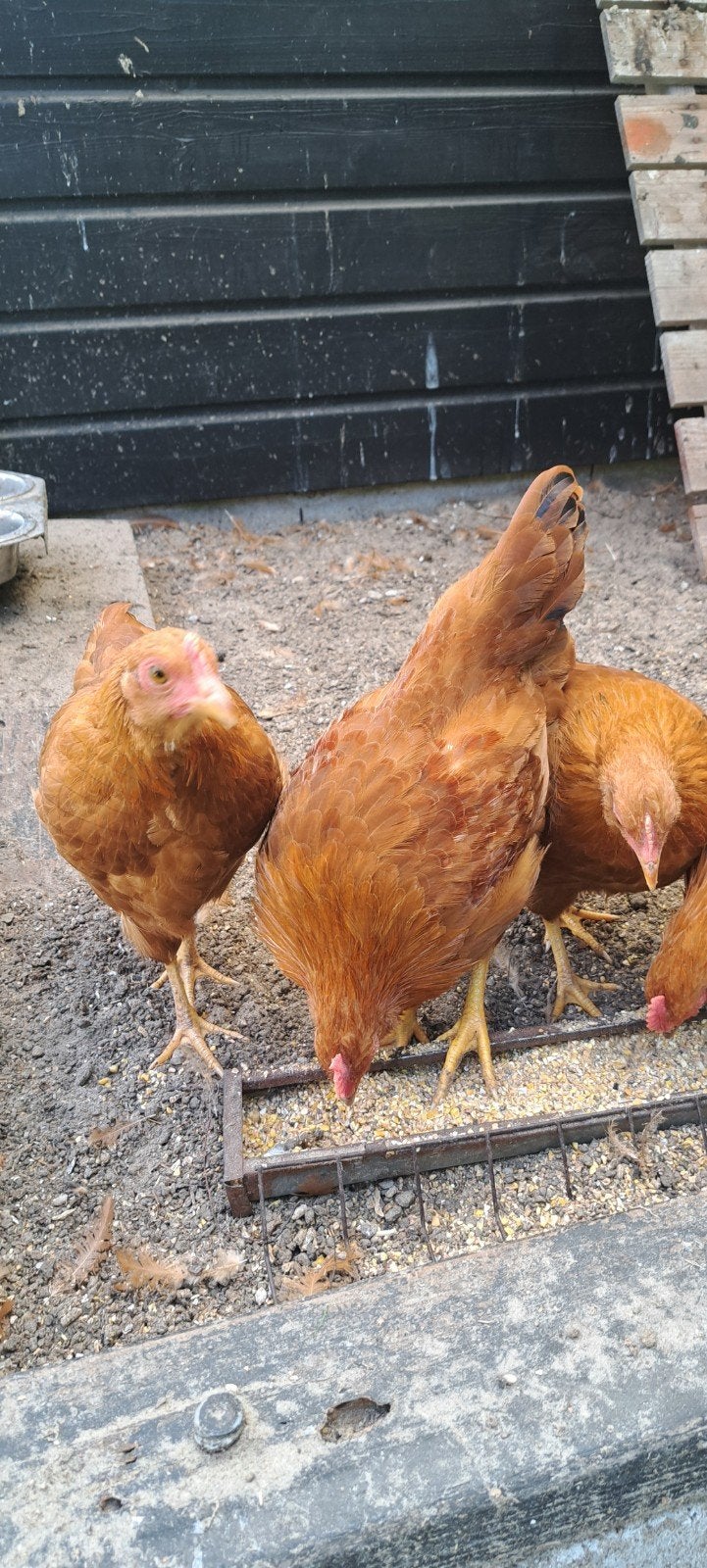 trio New hampshire kriel kippen, Meerdere dieren, Kip