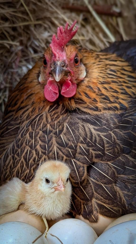 Broedeieren van verschillende mix kippen, Dieren en Toebehoren, Meerdere dieren, Kip
