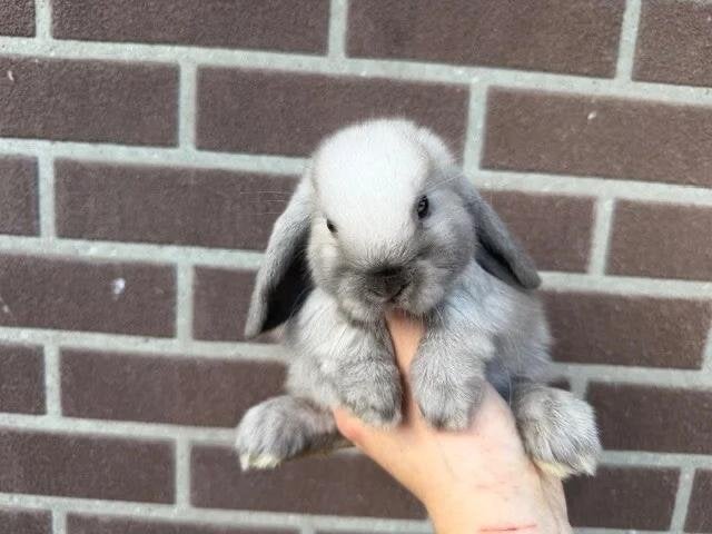 2 super lieve tamme dwergkonijnen met hok en alles erbij!, Dieren en Toebehoren, Konijnen, Meerdere dieren, Dwerg, 0 tot 2 jaar