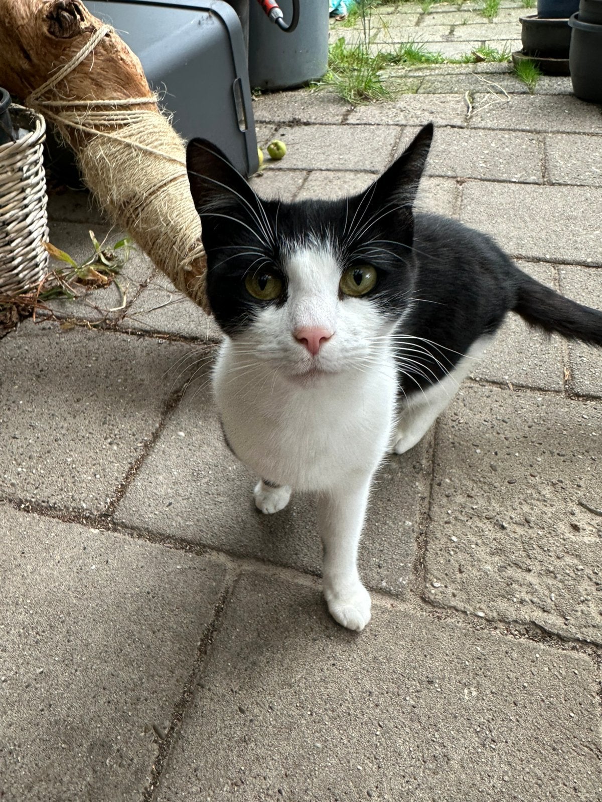 Katertje 1,5 jaar oud zoekt huis met tuin of boerderij, Dieren en Toebehoren, Kater, Kortharig, 0 tot 2 jaar