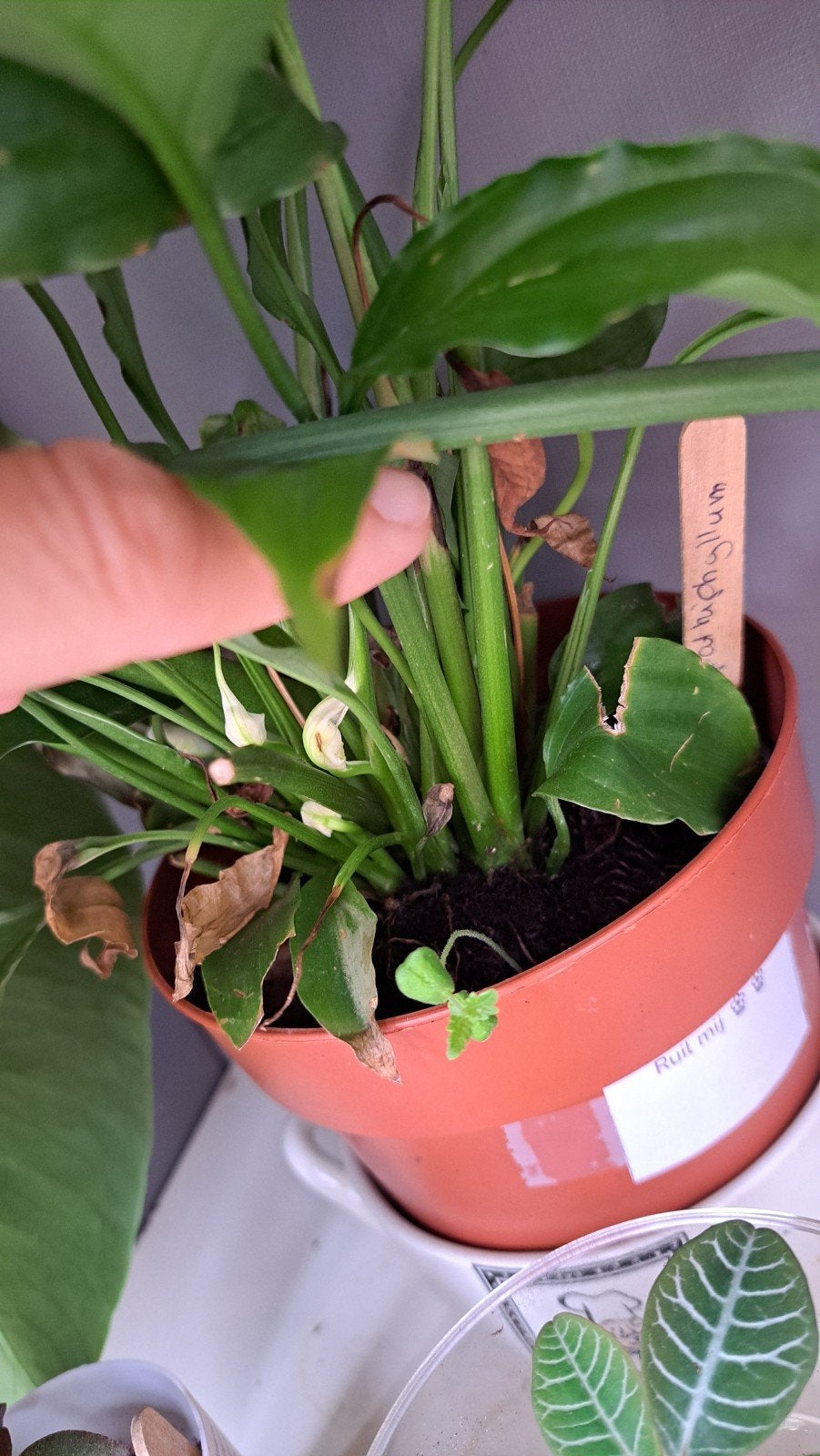 Lepelplant, Ophalen, Halfschaduw, Minder dan 100 cm