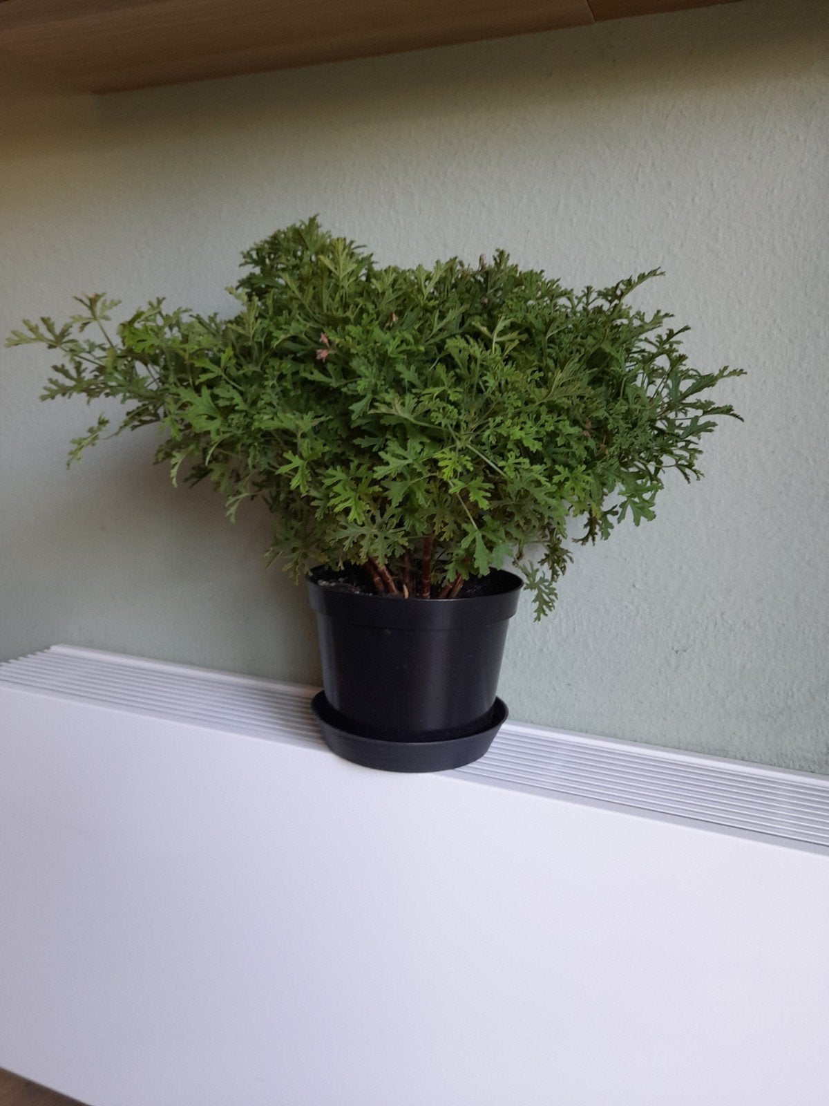 Citronella plant in pot, Huis en Inrichting, Kamerplanten, Ophalen, Overige soorten, Halfschaduw, In pot