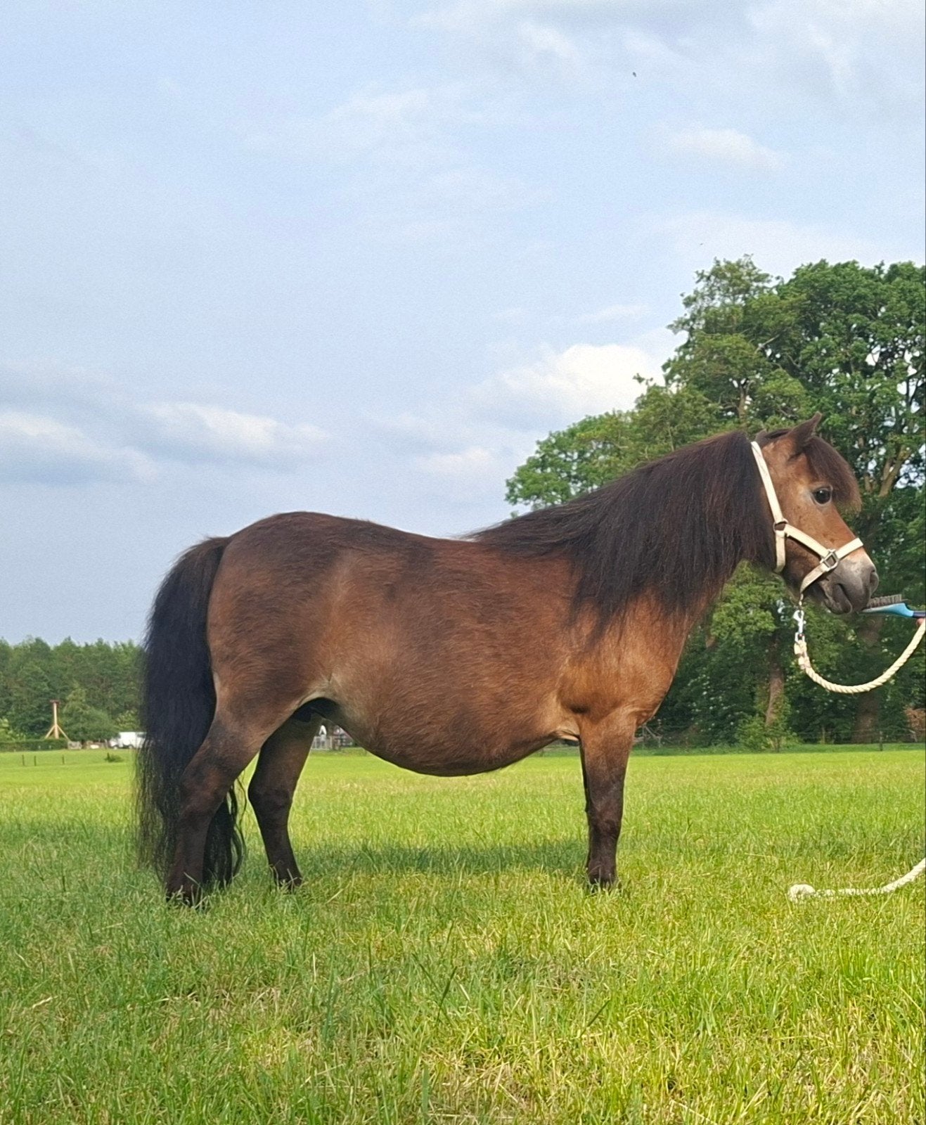 Mooie drachtig mini shetlandpony!!, Dieren en Toebehoren, Merrie