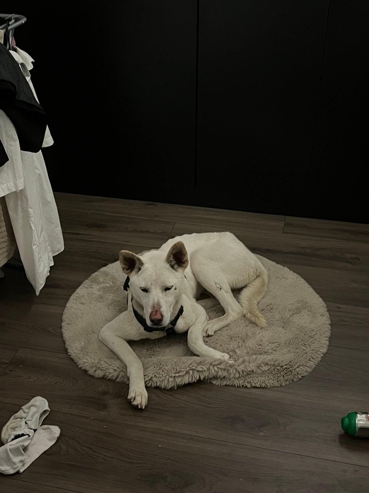Hond te koop, Particulier, 1 tot 2 jaar, Buitenland, Teef