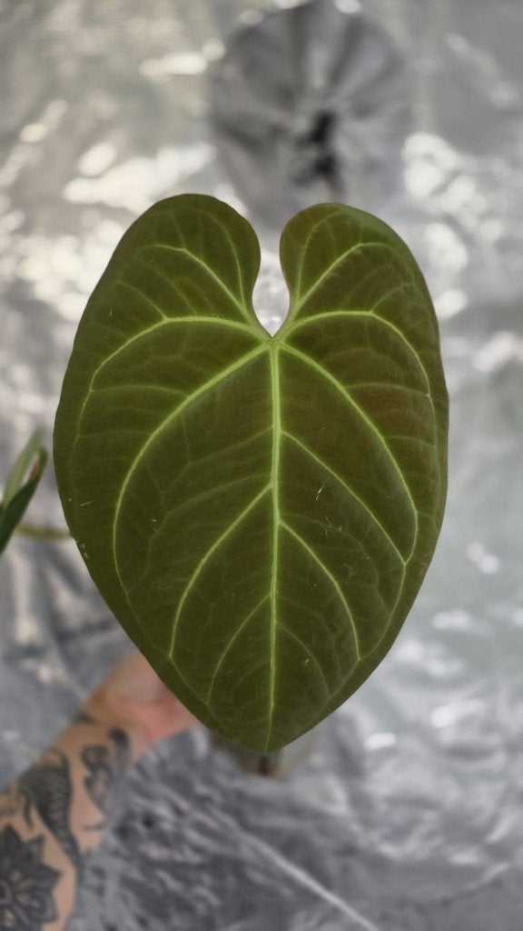 Anthurium NoID ('Dark Phoenix'), Ophalen of Verzenden, Halfschaduw, Minder dan 100 cm