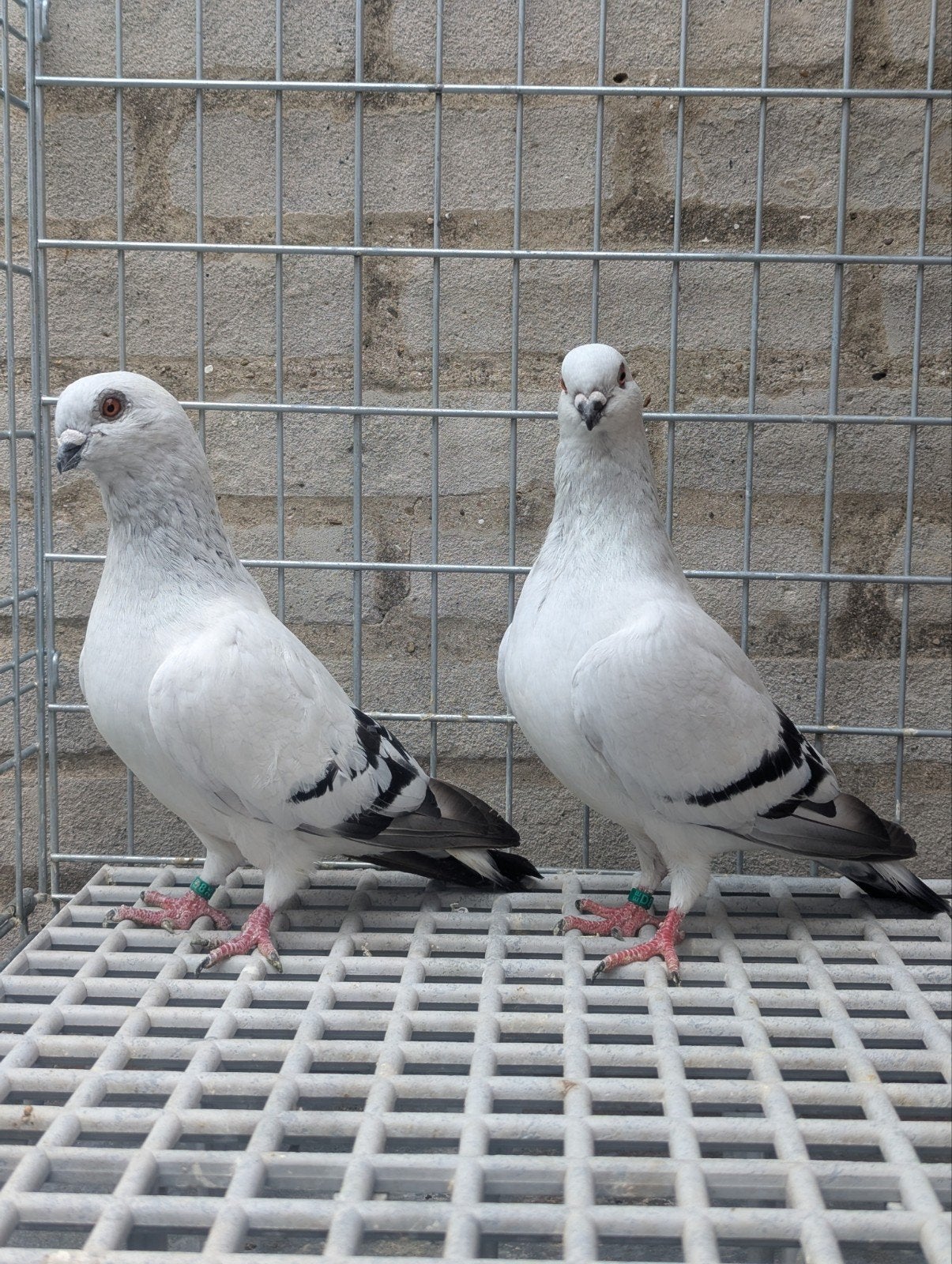 Mooie koppel, Meerdere dieren, Overige soorten