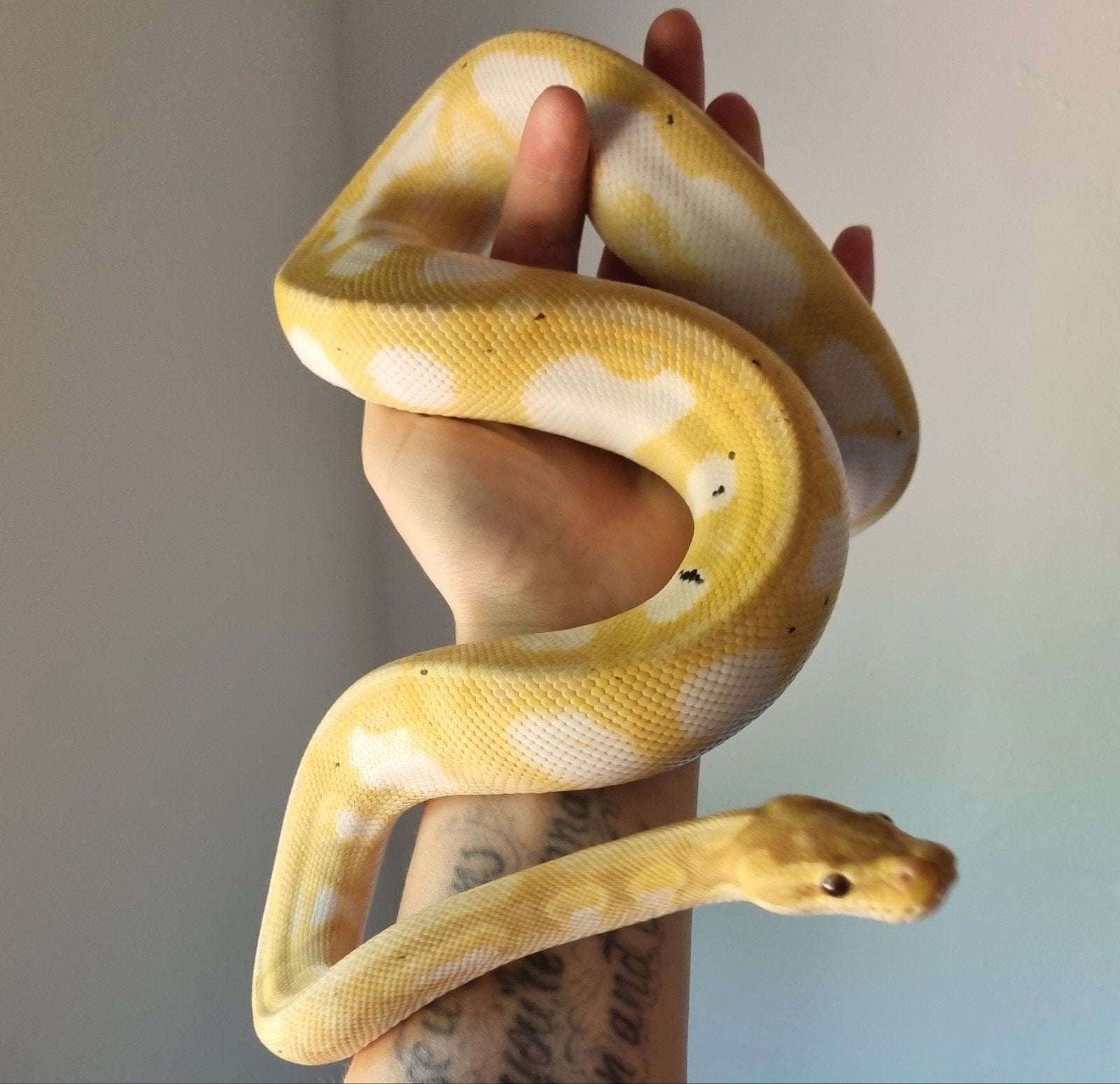 1.0 banana enchi calico het clown koningspython, Slang, 0 tot 2 jaar