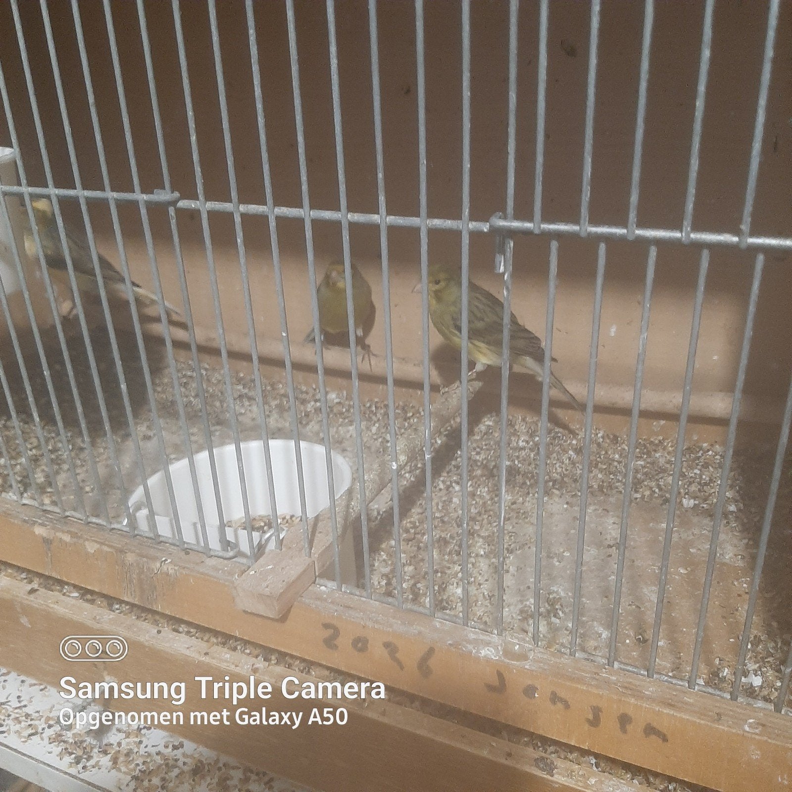 Harlekyen kanaries, Dieren en Toebehoren, Vrouwelijk