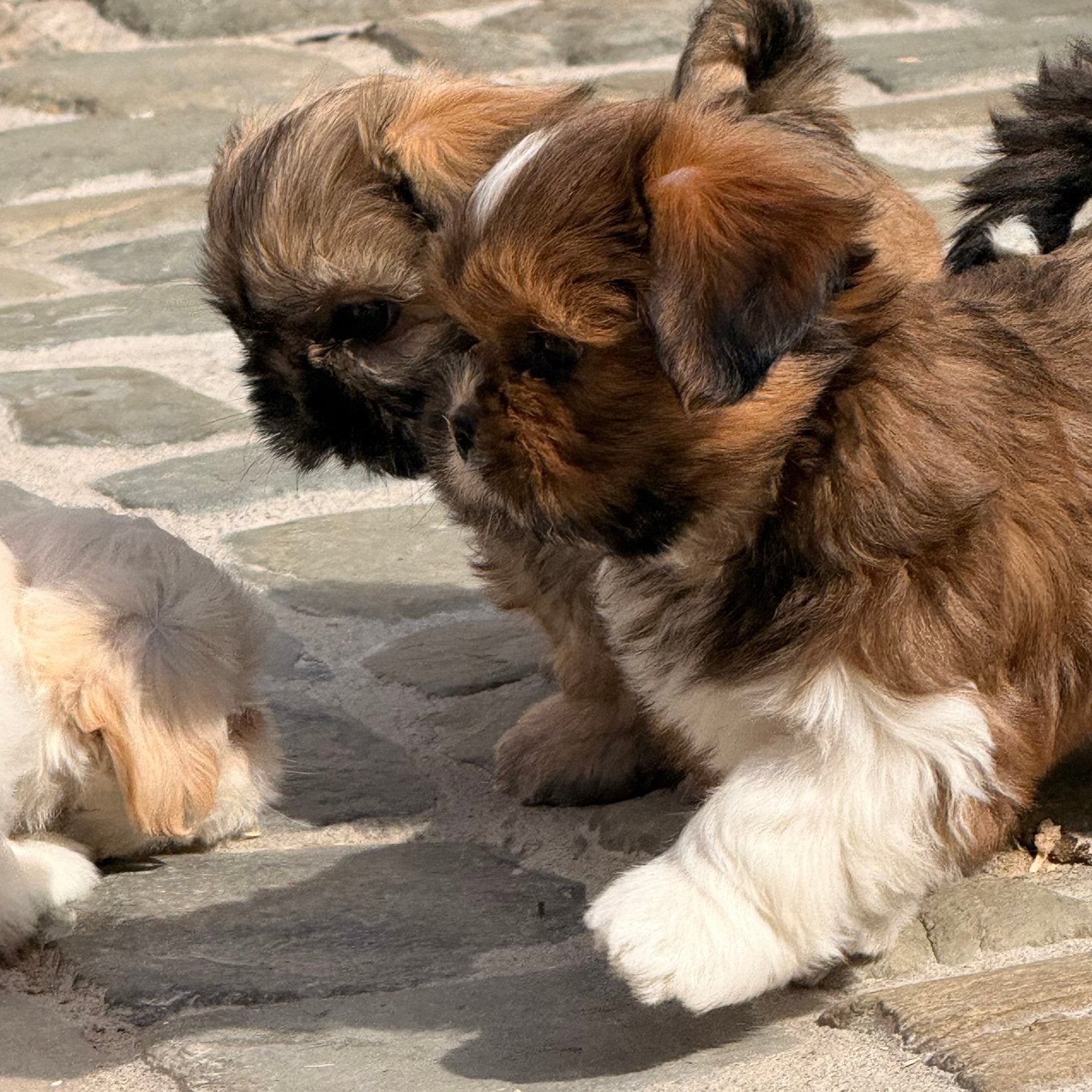 Lhasa apso pups, Dieren en Toebehoren, Parvo, Nederland, Overige rassen, 8 tot 15 weken