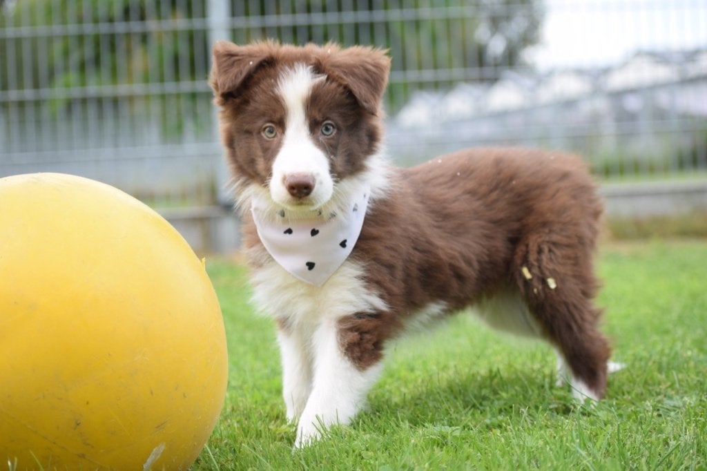Border collie pups nieuw nestje, Dieren en Toebehoren, Honden | Herdershonden en Veedrijvers, België, 8 tot 15 weken, Collie, Meerdere