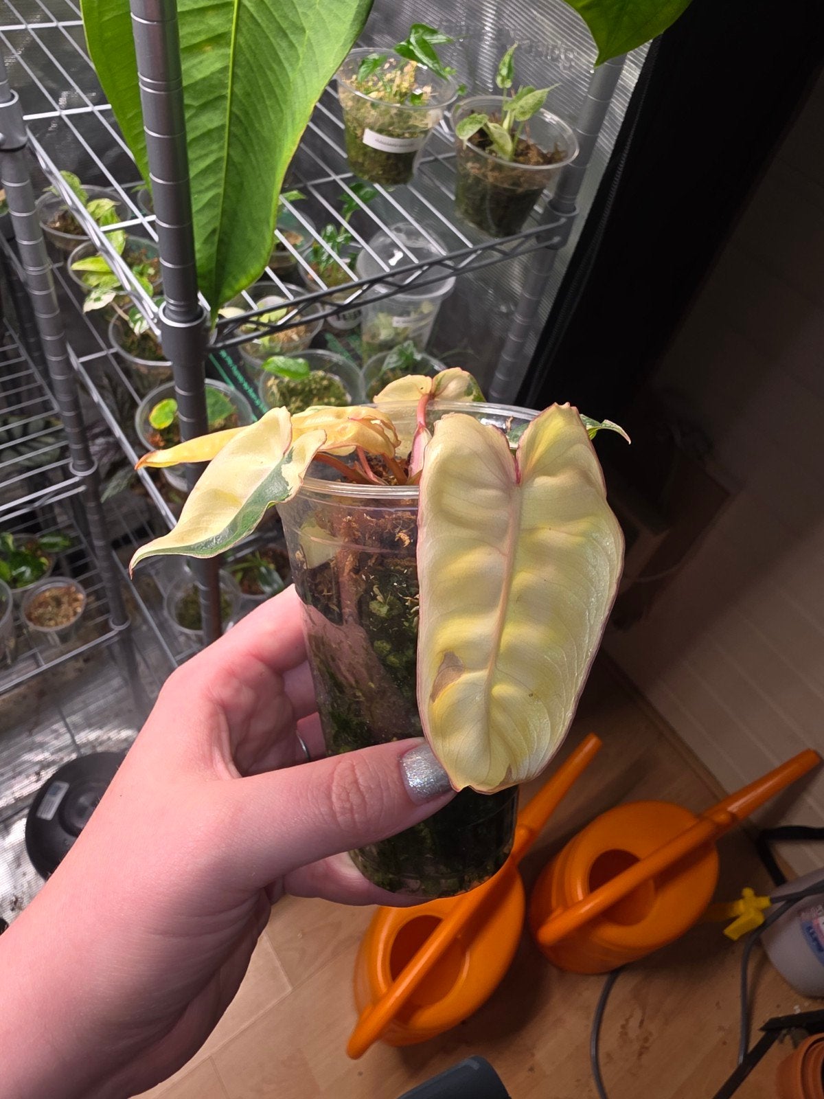 Philodendron billietiae variegata, Huis en Inrichting, Kamerplanten, Ophalen of Verzenden, Halfschaduw, Minder dan 100 cm
