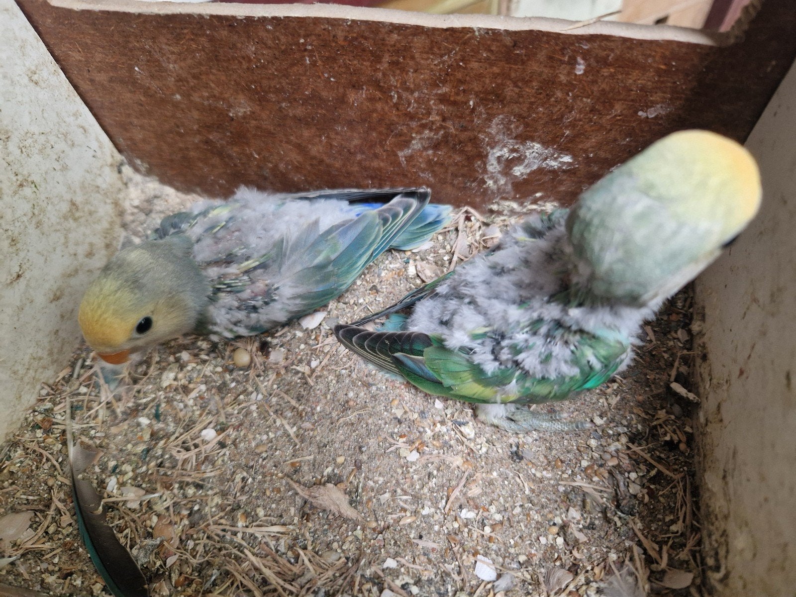 Agapornis jonkies baby s love birds, Dieren en Toebehoren, Geslacht onbekend, Dwergpapegaai of Agapornis, Tam
