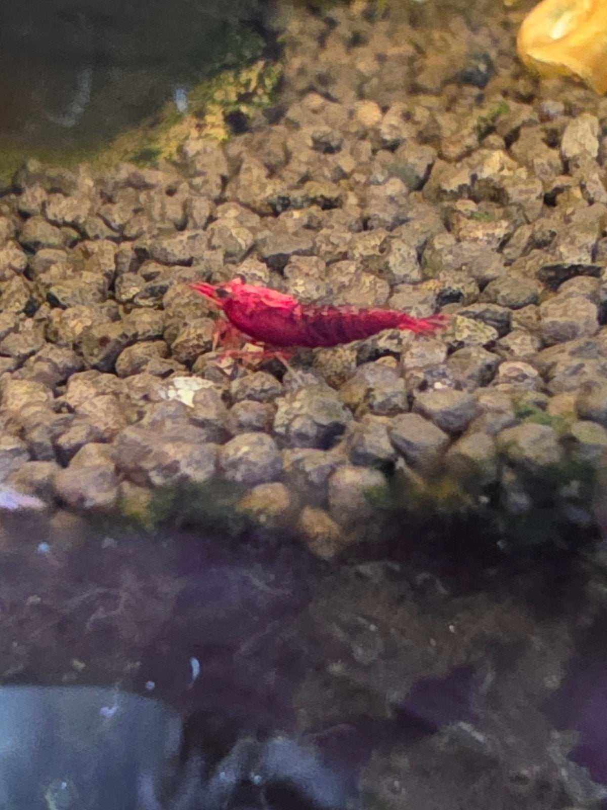 Neocaridina bloody mary garnalen, Kreeft, Krab of Garnaal