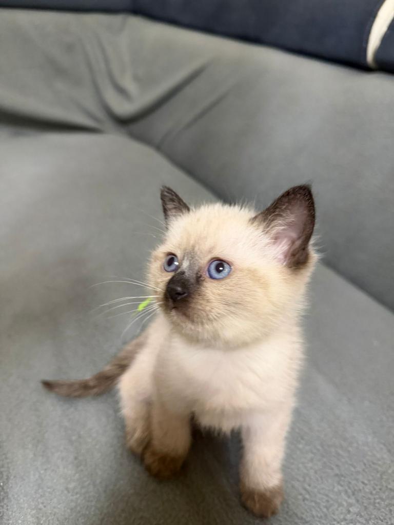 Ragdoll kittens te koop, Dieren en Toebehoren, Katten en Kittens | Overige Katten, Meerdere dieren, Langharig, 0 tot 2 jaar