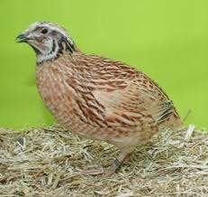 Kwarteltjes......[ Japanse ], Dieren en Toebehoren, Meerdere dieren, Tropenvogel
