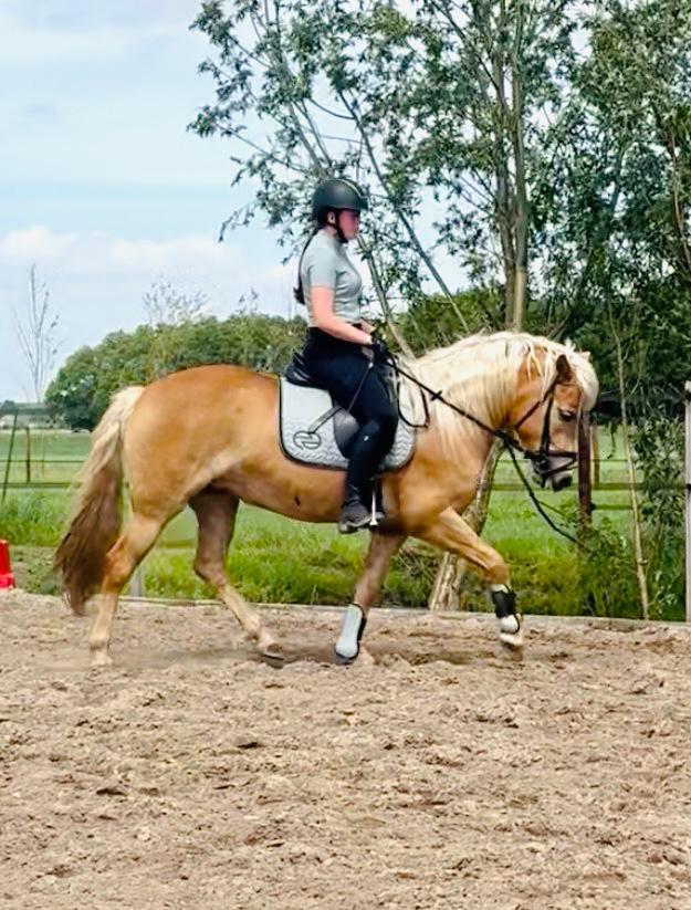 Lieve 4 jarige haflinger!, Dieren en Toebehoren, Pony's, Merrie