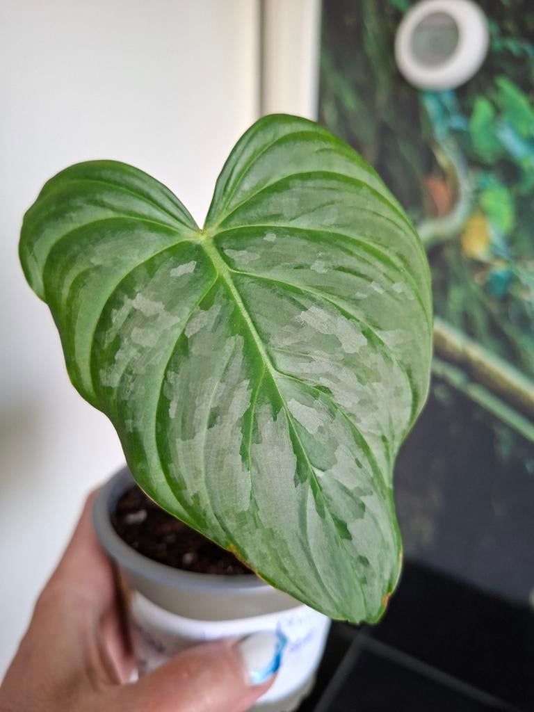 Philodendron Majestic (stekje), Ophalen