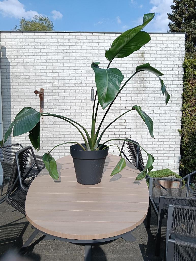 Plant, Strelitzia, Huis en Inrichting, Kamerplanten, Ophalen, 100 tot 150 cm, Overige soorten, Halfschaduw