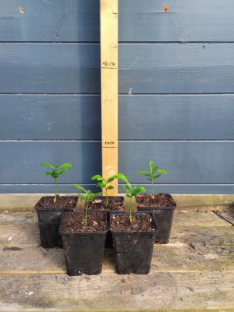 Yuzu zaailingen in P9 pot - Citrus Junos, Minder dan 100 cm, Lente, Volle zon, In pot